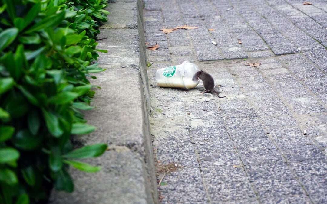 Amsterdamse Ongediertebestrijding: Laat de Experts het Zware Werk Doen